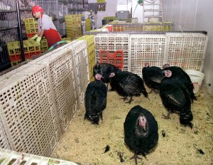 Bird flu cases force closure of New York live poultry markets