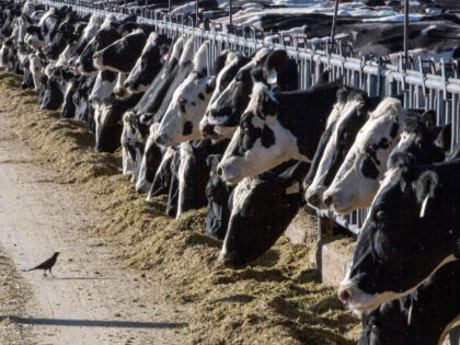 FILE - Dairy cattle feed at a farm on March 31, 2017, near Vado, N.M. Another Michigan dai