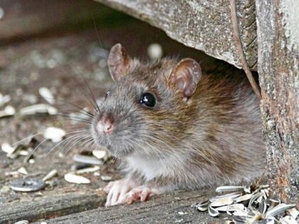 Climate change is causing rat populations to spike in major cities around the world, accor