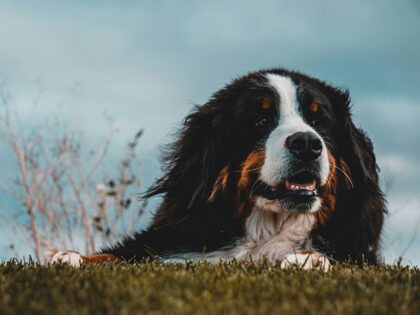 Bernese Mountain Dog