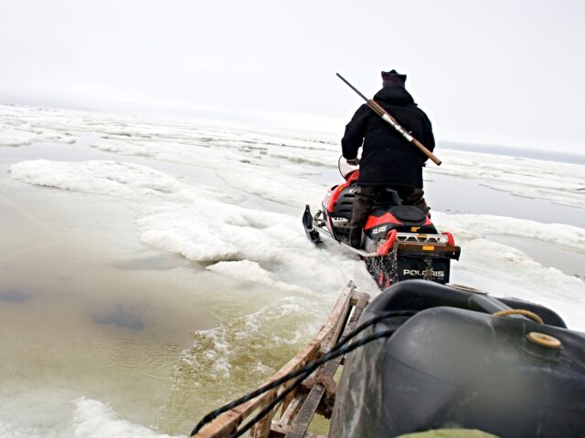 SHISHMAREF, AK - JUNE 09: Looking ahead for a safe passage on the melting ice of the froze